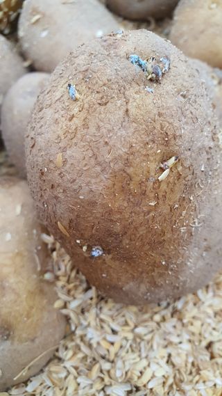 이명구님의 감자·병해충상담 작성글 사진