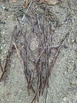 팜모닝 자두·병해충상담 게시글 이미지