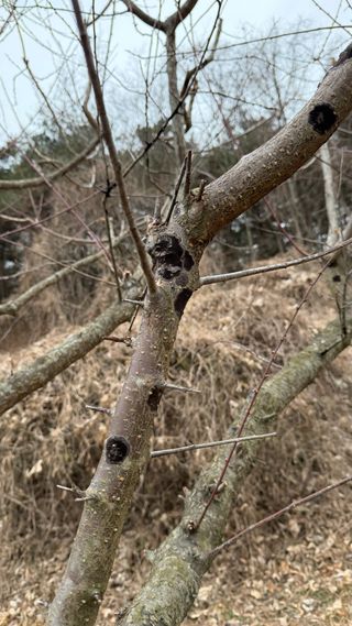 조용욱 용강농원님의 매실 · 병해충상담 작성글 사진