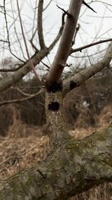 조용욱 용강농원님의 매실·병해충상담 작성글 사진