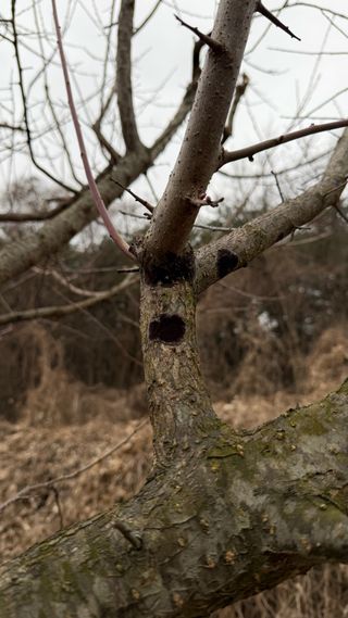 조용욱 용강농원님의 매실 · 병해충상담 작성글 사진