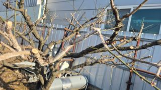 신안광열님의 매실 · 병해충상담 작성글 사진