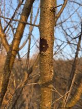 팜모닝 매실·병해충상담 게시글 이미지