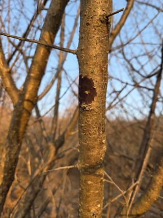 고구마20582님의 매실 · 병해충상담 작성글 사진