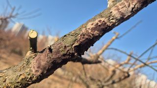 신안광열님의 매실 · 병해충상담 작성글 사진