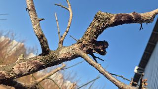 신안광열님의 매실·병해충상담 작성글 사진