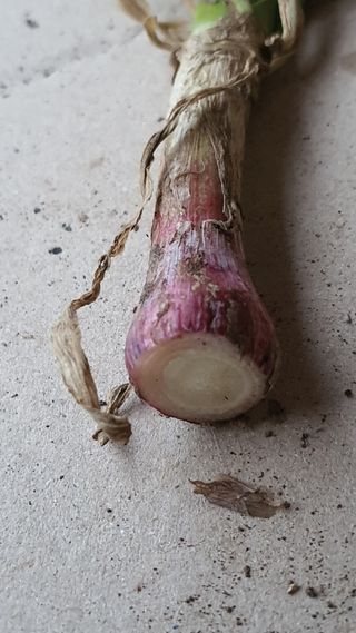 고흥미래초보농부님의 마늘 · 병해충상담 작성글 사진