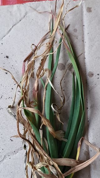 고흥미래초보농부님의 마늘 · 병해충상담 작성글 사진