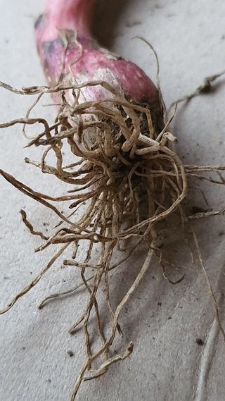 고흥미래초보농부님의 마늘 · 병해충상담 작성글 사진