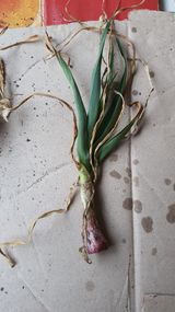 고흥미래초보농부님의 마늘·병해충상담 작성글 사진