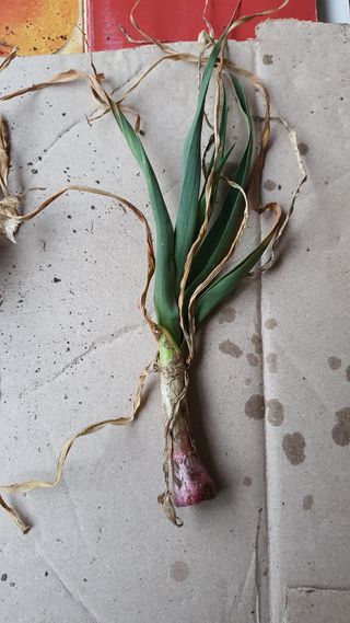 고흥미래초보농부님의 마늘 · 병해충상담 작성글 사진