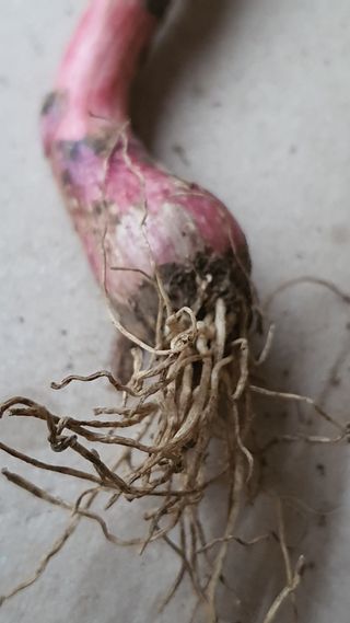 고흥미래초보농부님의 마늘 · 병해충상담 작성글 사진