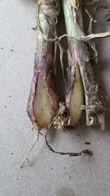 고흥미래초보농부님의 마늘·병해충상담 작성글 사진