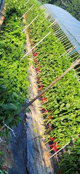 팜모닝 고추·병해충상담 게시글 이미지