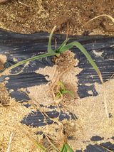 팜모닝 마늘·병해충상담 게시글 이미지