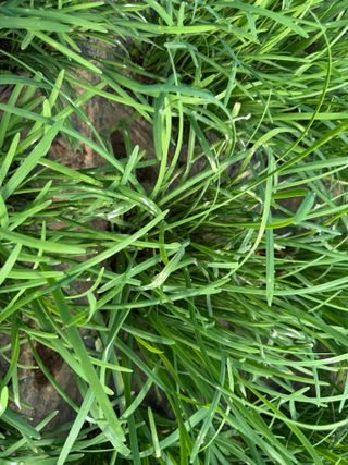 광주바이오님의 기타작물 · 병해충상담 작성글 사진