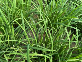 광주바이오님의 기타작물 · 병해충상담 작성글 사진