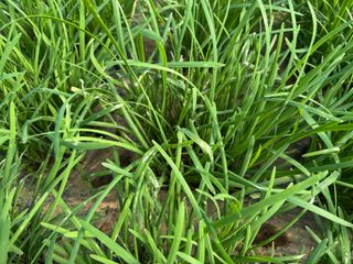 광주바이오님의 기타작물 · 병해충상담 작성글 사진