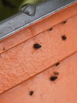 최일혁님의 기타작물·병해충상담 작성글 사진