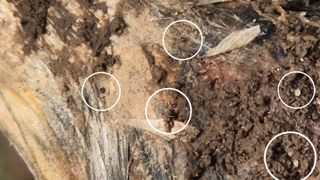 고흥미래초보농부님의 마늘·병해충상담 작성글 사진