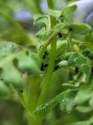 최일혁님의 기타작물 · 병해충상담 작성글 사진