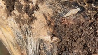 고흥미래초보농부님의 마늘 · 병해충상담 작성글 사진