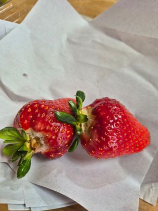 덕촌농원님의 딸기 · 병해충상담 작성글 사진