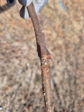 들깨15711님의 감 · 병해충상담 작성글 사진