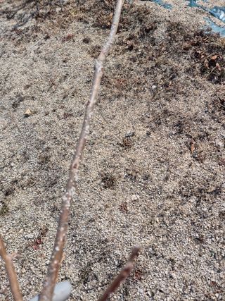 들깨15711님의 감 · 병해충상담 작성글 사진