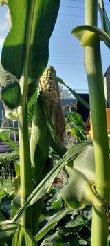 팜모닝 옥수수·병해충상담 게시글 이미지