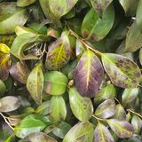 자두15836님의 기타작물·병해충상담 작성글 사진