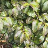 팜모닝 기타작물·병해충상담 게시글 이미지