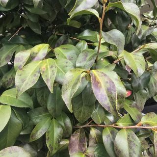 자두15836님의 기타작물 · 병해충상담 작성글 사진