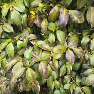 자두15836님의 기타작물 · 병해충상담 작성글 사진