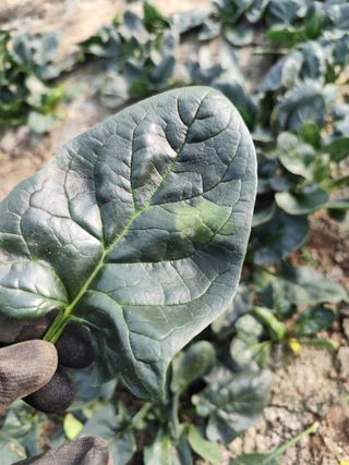 은하의아침님의 시금치 · 병해충상담 작성글 사진