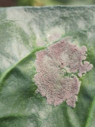 은하의아침님의 시금치 · 병해충상담 작성글 사진