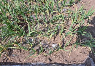 고흥미래초보농부님의 마늘 · 병해충상담 작성글 사진