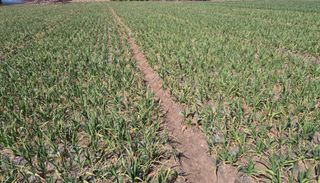 고흥미래초보농부님의 마늘·병해충상담 작성글 사진