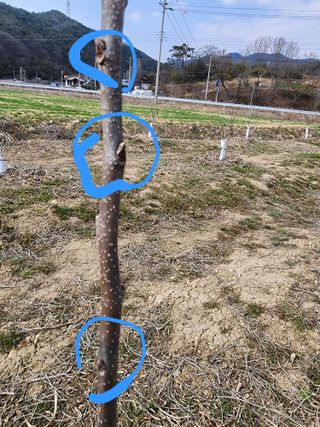 유덕용님의 감 · 병해충상담 작성글 사진