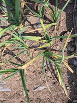 고흥미래초보농부님의 마늘·병해충상담 작성글 사진