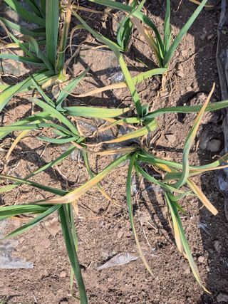 고흥미래초보농부님의 마늘 · 병해충상담 작성글 사진