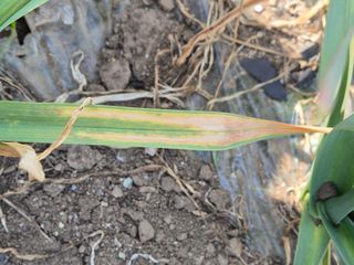 고흥미래초보농부님의 마늘 · 병해충상담 작성글 사진