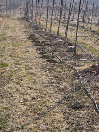 박기훈님의 사과 · 병해충상담 작성글 사진