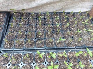 지금은 공돌이님의 고추 · 병해충상담 작성글 사진