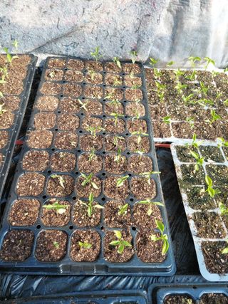 지금은 공돌이님의 고추 · 병해충상담 작성글 사진