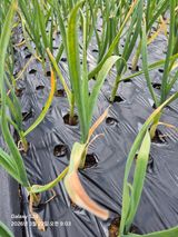 문철웅님의 양파·병해충상담 작성글 사진