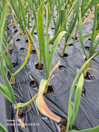 문철웅님의 양파 · 병해충상담 작성글 사진