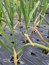 문철웅님의 양파·병해충상담 작성글 사진