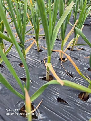 문철웅님의 양파 · 병해충상담 작성글 사진