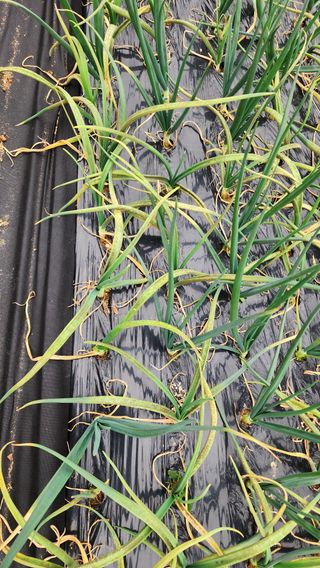 황창용님의 양파 · 병해충상담 작성글 사진